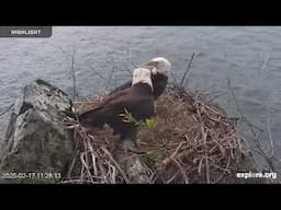 Two Harbors Bald Eagle Cam - Institute for Wildlife Studies | 2024 Highlights