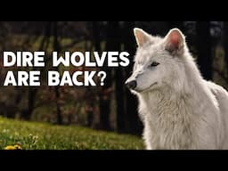 Are Dire Wolves Back From Extinction?