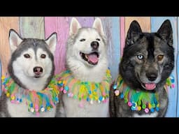 Easter With the Dogs and the Egg War Tradition!