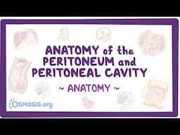 Anatomy of the peritoneum and peritoneal cavity