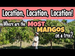 Location, Location, Location! Where are the MOST Mangos on a Tree?