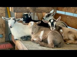Gummy Baby Goats Are Here! Cou Clair Nigerian Dwarf Confusion + Behind the Scenes!”