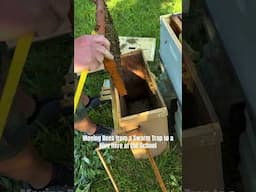 Moving Bees from Swarm Trap to Hive #davecanterbury #bees #apiary #alwaysastudent #keepitreal