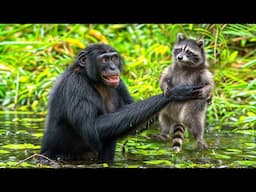 Chimpanzees Are Violent Apes....