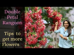 Double Petal Rangoon- How to get more flowers|| A Highly fragrant flowering vine for Summers/Monsoon