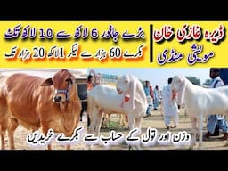 Dera Ghazi Khan Bakra Mandi| Goat Market Rates update|مویشی منڈی#dgkhan #bakramandi #bakraeid2025