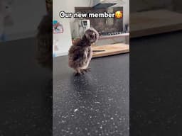 Wiggle #viralvideo#funny#love#loveanimalworld#reels#indonesia#littleowl#baby#beautiful#animals#fyp
