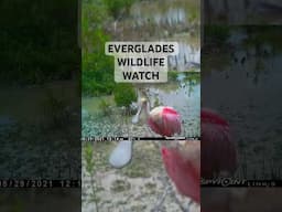 Everglades Wildlife Watch 1st Birthday!