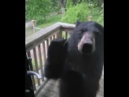 Three Scary Bear Attacks That Will Leave You Shaking