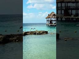 Pelicans Take Flight At Chankanaab Adventure Park In Cozumel Mexico