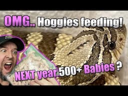 WOW! Feeding my Sub-adult and Adult Hognose snakes!