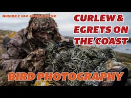 CURLEW AND EGRETS ON THE COAST - BIRD PHOTOGRAPHY - NIKON 180-600