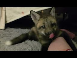 Rafiki Fox Bonding
