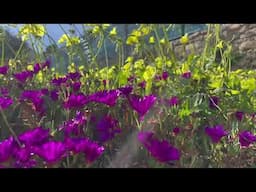 Spring Is Coming/Beautiful Wild Flowers/Pity My Hubby Start Cleaning The Garden/Vicinity
