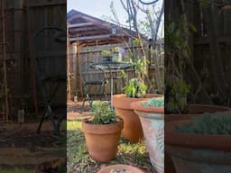 garden decor on a budget 🌿