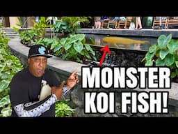 I Found a Monster Koi in Hawaii!