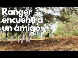 Ranger encuentra un amigo