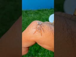 Tarantula Mar Gaya (Dead) 😱😱 #tarantula #shortsfeed #guppyfish #bettafish #trending #fish #shorts