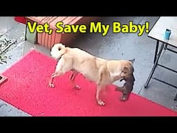 Animals With the Highest IQ Will Amaze You 🤪 Funny Animal Videos 2025