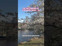 It’s Sakura season in Boston 🍒🌸 #cherryblossomseason #cherryblossom #bostoncherryblossom #boston
