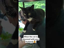 My husband is being held captive by a cat #shorts #catvideo #catdad