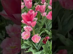 Flower therapy at Longwood Gardens #tulips #hyacinth #daffodils #spring