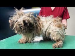 I Rescued Neglected DOG From PUPPY MILL FARM!