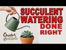 Watering Succulents Can Be Challenging. Here's How To Avoid Mistakes. @ChopstickandSucculents