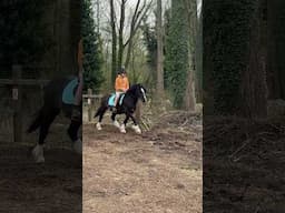 Bringing our horse Gambler back into work #horse #shorts #equestrian