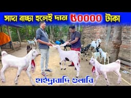 পশ্চিমবঙ্গেই হায়দ্রাবাদী গুলাবি ছাগলের খামার | বাচ্চার দাম ৫০ হাজার । Goat Farming | Hydrabadi Goat