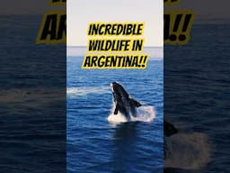 PENINSULA VALDES in ARGENTINA is a Wildlife Lover's PARADISE!! #argentina #argentinatravel