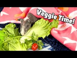 Cute Guinea Pigs Eating Veggies! 🐹🥬