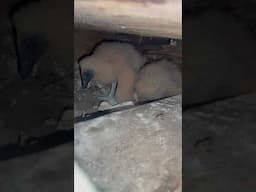 Baby Dinosaurs Found in an Abandoned House!