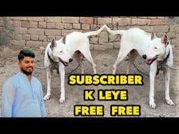 Gultair Breeder Female | Free Waly Subscriber K Leye Gift | Punjabi Shok Vlogs