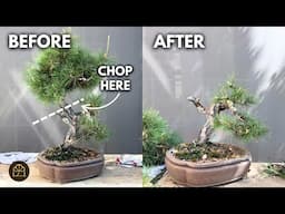 Bonsai Shock! Drastic Transformation of a Pine Bonsai!