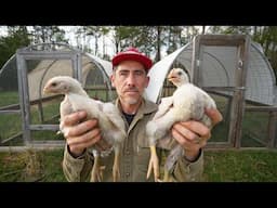 Can I Sell 200 Chickens This Year