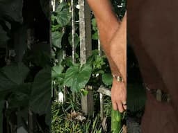 Simple Garden Hack When Growing Along Rod Iron Fence #gardeneducation #towergardening #garden