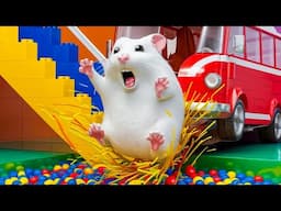 😱 Thrilling Hamster Maze Expeditions✨ Hamster Escape Maze #74