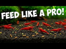 The Ultimate Guide to feeding YOUR Cherry Shrimp 🦐