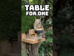 The Perfect Squirrel Chair?