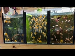 Sunday in the Fish Room! Maintenance and Jobs Live!