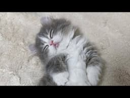 😂 Cutest & Funniest Cats and Animal Moments 😸🐶 | 🥰🤣 Ultimate Funny Compilation 734