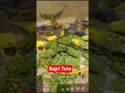 bajri #bajritote