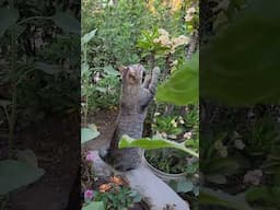 gatito acariciando las flores