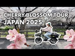 Cherry Blossom Japan - Bike Tour 2025