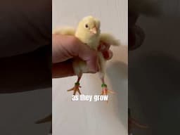 Different Chick Breeds in the Same Brooder? How to Tell Them Apart