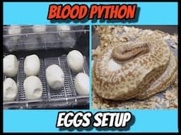 How we pull and setup Blood Python eggs!
