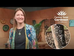 Crape Myrtle Bark Scale & Cactus Bugs: What to Do?