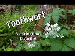 Toothwort: Edible and Its Historical Uses