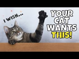 Your Cat Desperately Wants You to Do THIS!